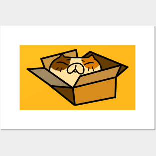 Chubby Calico Tiny Box Posters and Art